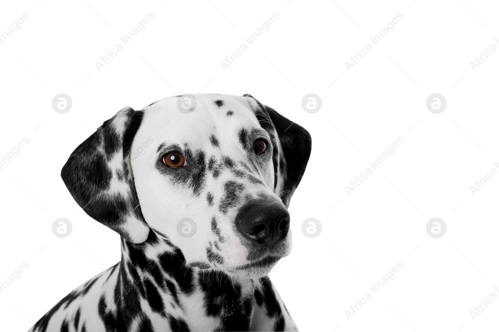 Photo of Adorable Dalmatian dog on white background. Lovely pet