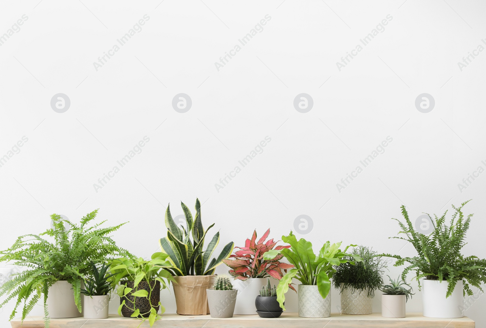 Photo of Many different houseplants on wooden table near white wall