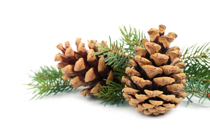 Photo of Fir tree branches and pine cones on white background, closeup