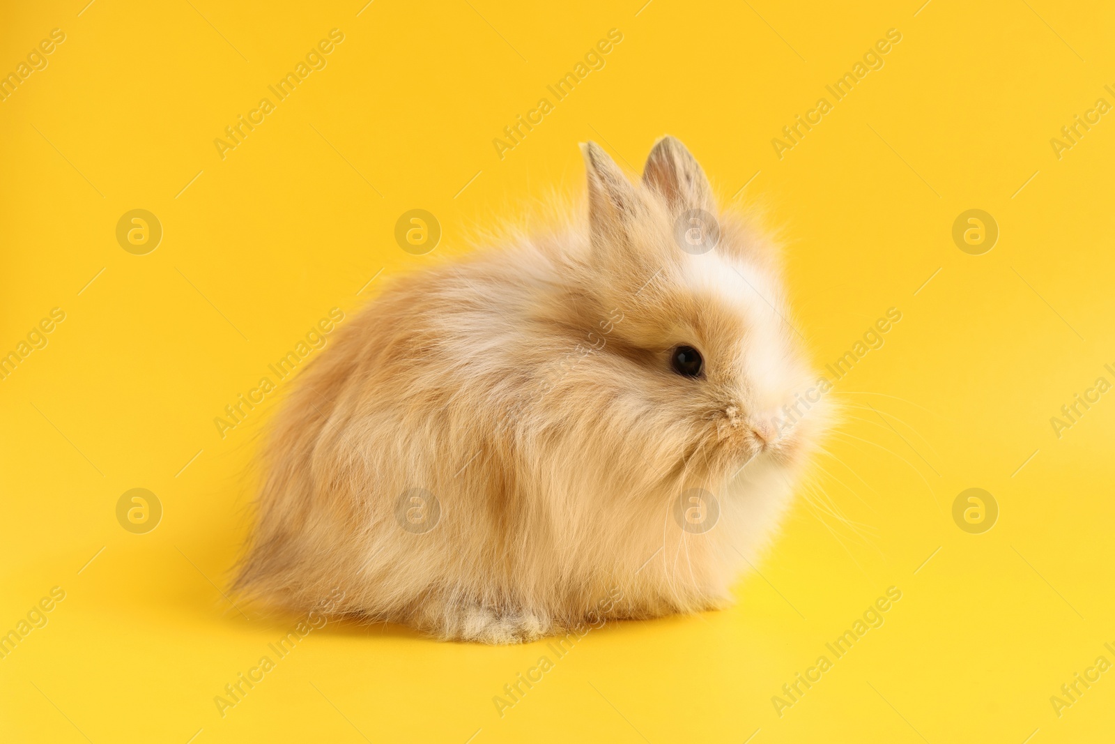 Photo of Cute little rabbit on yellow background. Adorable pet