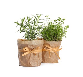 Photo of Aromatic potted rosemary and thyme isolated on white