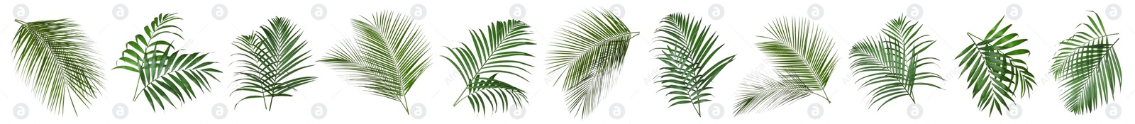 Image of Set of tropical leaves on white background. Banner design 