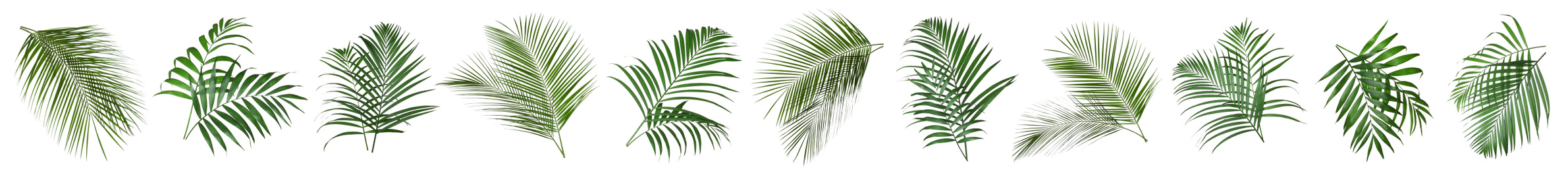 Image of Set of tropical leaves on white background. Banner design 