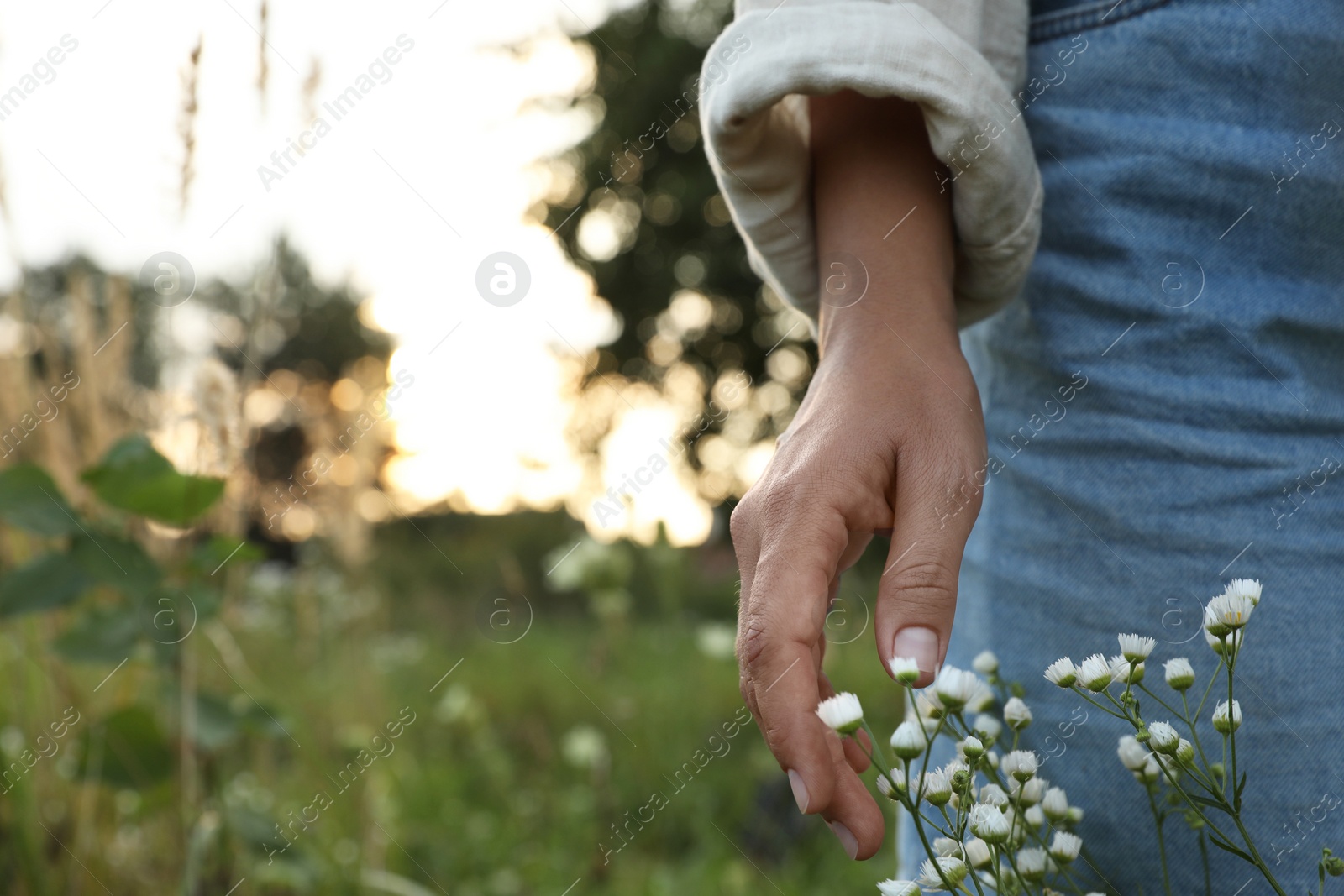 Photo of Woman walking through meadow and touching beautiful white flowers outdoors, closeup. Space for text