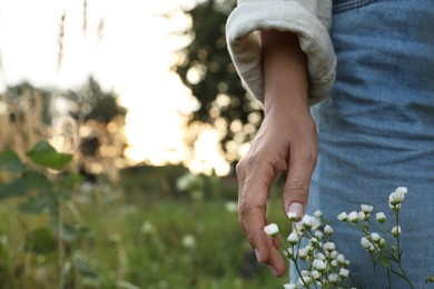 Photo of Woman walking through meadow and touching beautiful white flowers outdoors, closeup. Space for text