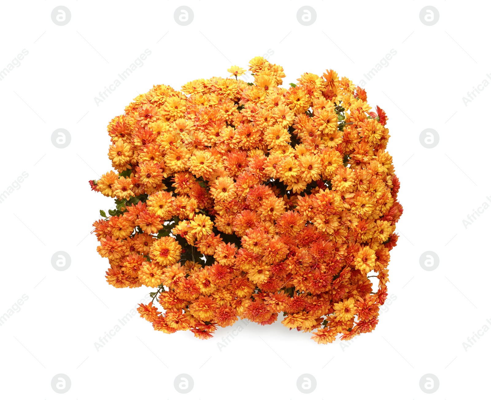 Photo of Beautiful orange Chrysanthemum flowers isolated on white, top view