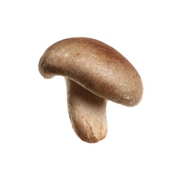 Photo of Fresh wild shiitake mushroom isolated on white