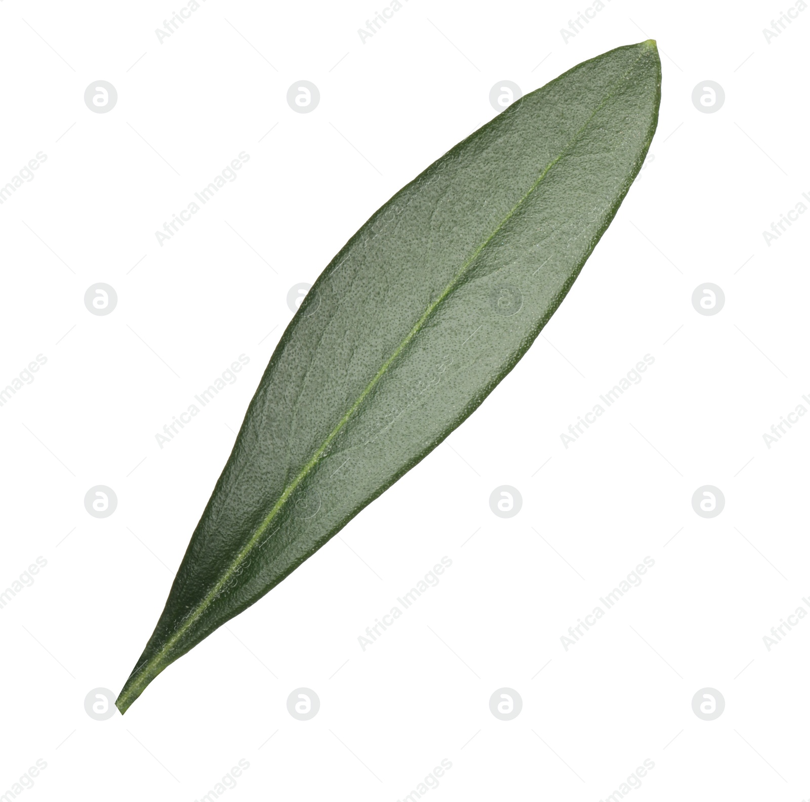 Photo of Fresh green olive leaf isolated on white