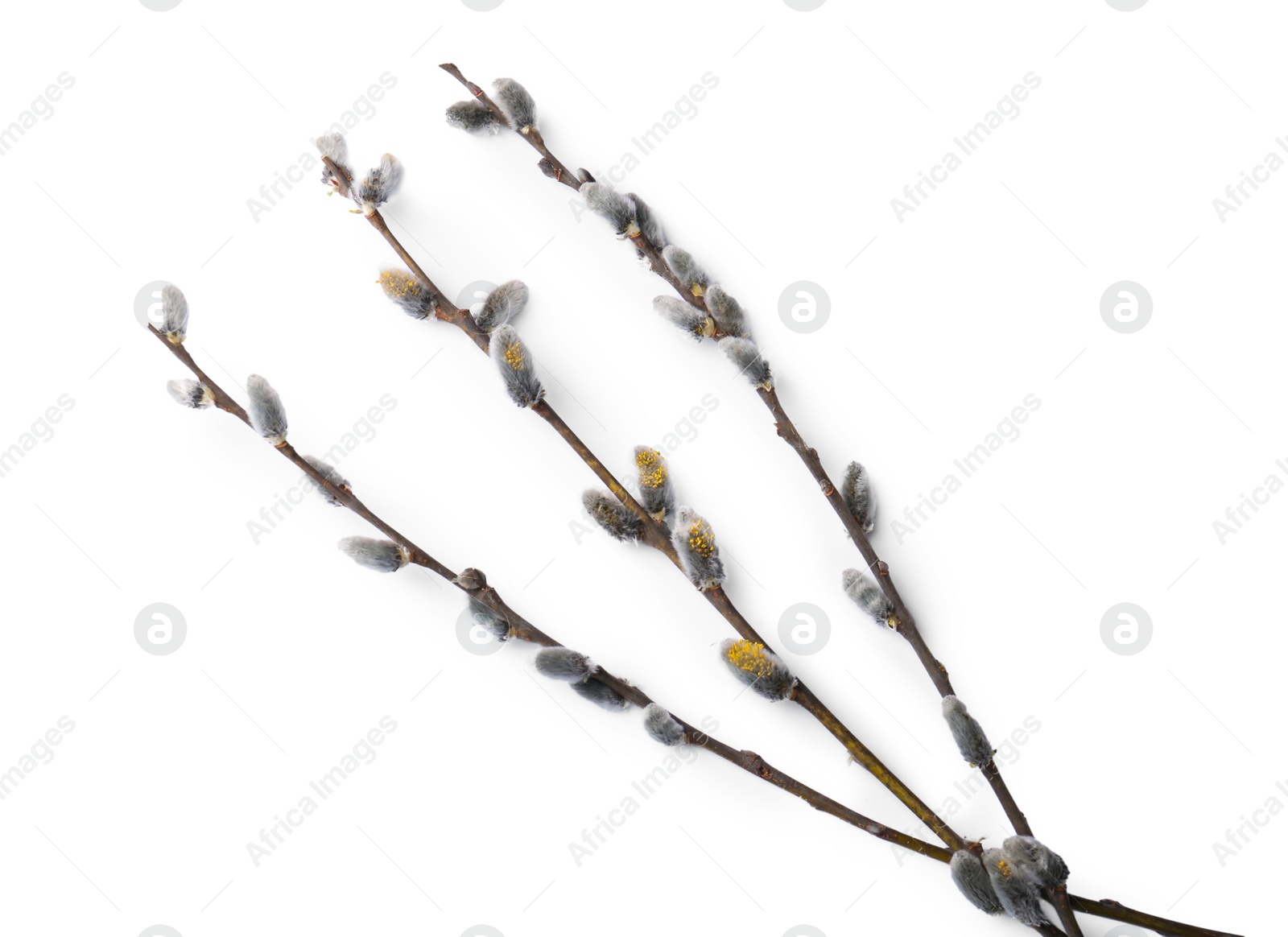 Photo of Beautiful pussy willow branches with flowering catkins isolated on white, top view