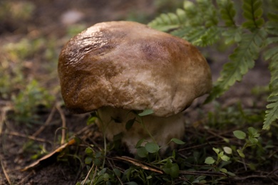 Photo of Fresh wild mushroom growing in forest, closeup view