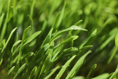 Growing microgreen. Fresh wheat sprouts with water drops on blurred background, closeup