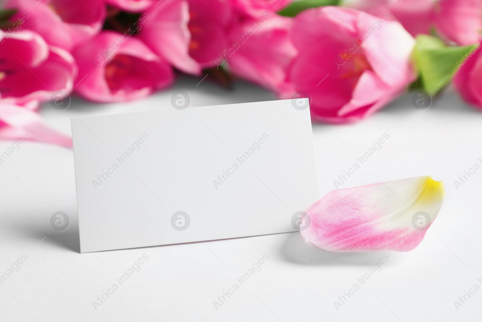 Photo of Beautiful spring tulips and blank card on white background, closeup with space for text. International Women's Day