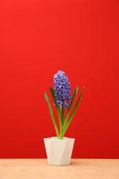 Photo of Beautiful hyacinth in pot on table against color background, space for text. Spring flower