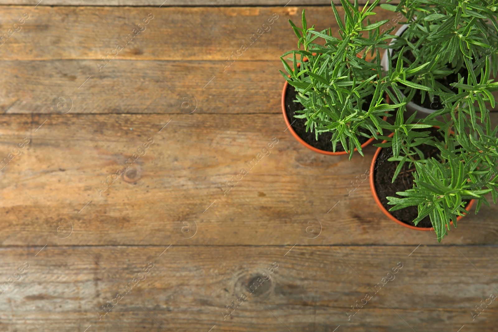 Photo of Potted green rosemary bushes on wooden background, flat lay. Space for text