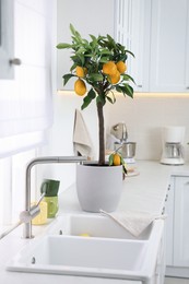 Potted lemon tree and ripe fruits on kitchen countertop