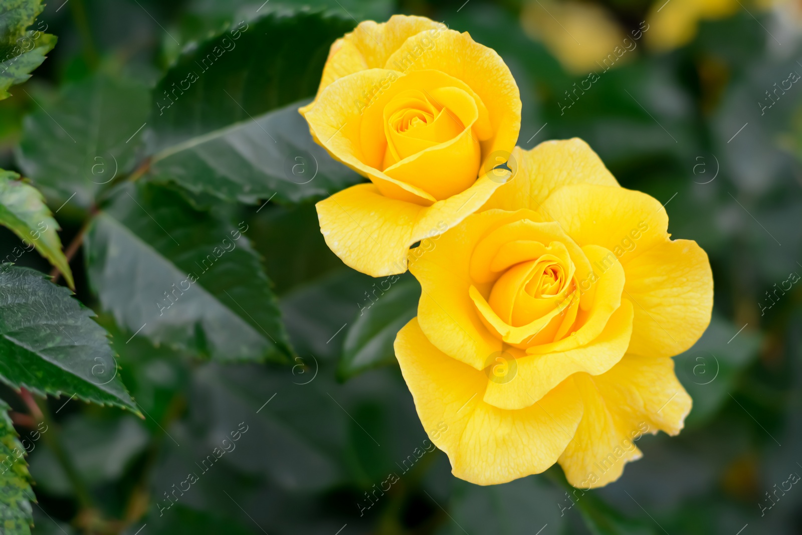 Photo of Beautiful yellow rose flowers blooming outdoors, closeup. Space for text