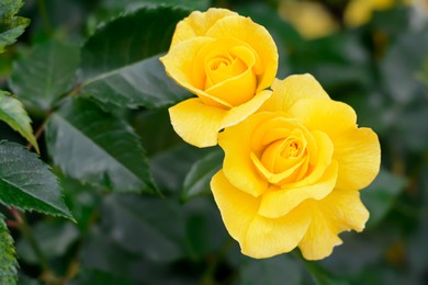 Beautiful yellow rose flowers blooming outdoors, closeup. Space for text