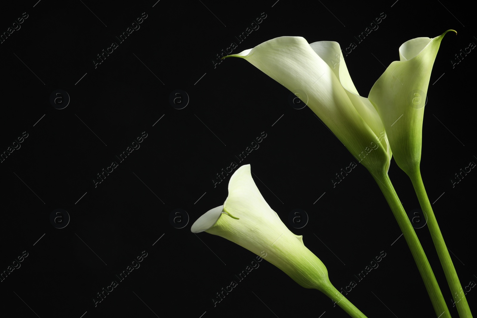 Photo of Beautiful calla lily flowers on black background, space for text