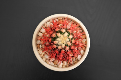 Photo of Beautiful cactus in flowerpot on black background, top view