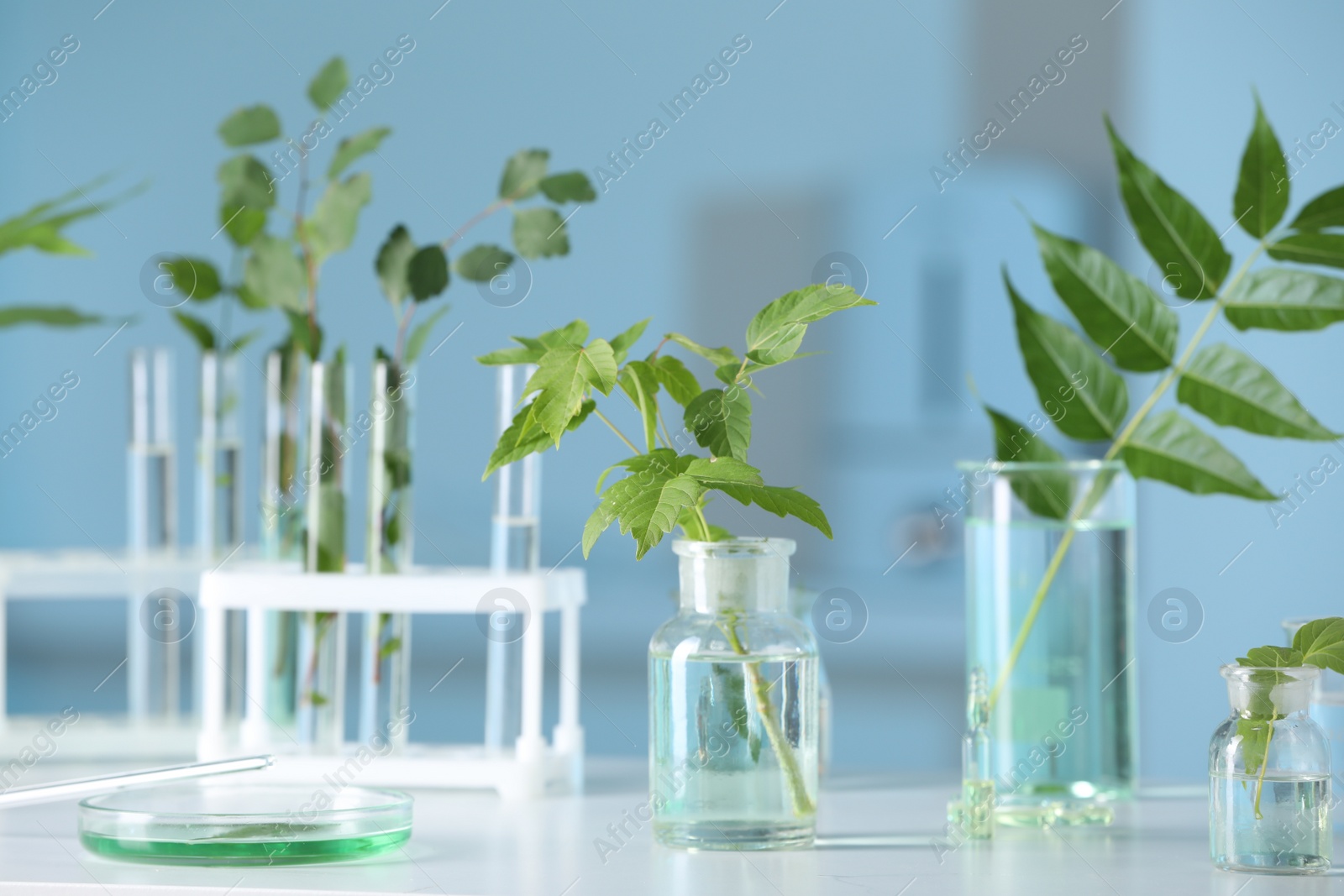 Photo of Laboratory glassware with plants on white table