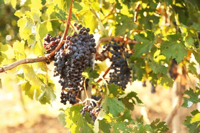 Fresh ripe juicy grapes growing on branches in vineyard