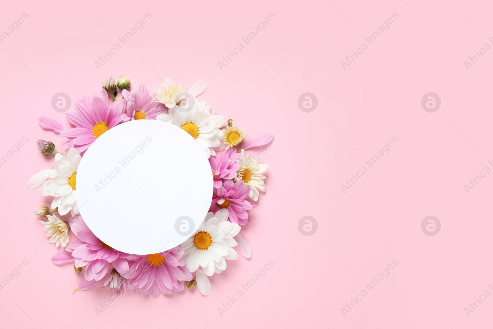 Photo of Flat lay composition with beautiful chamomile flowers and blank card on pink background. Space for text