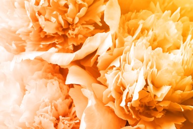 Image of Closeup view of beautiful light orange peony flowers