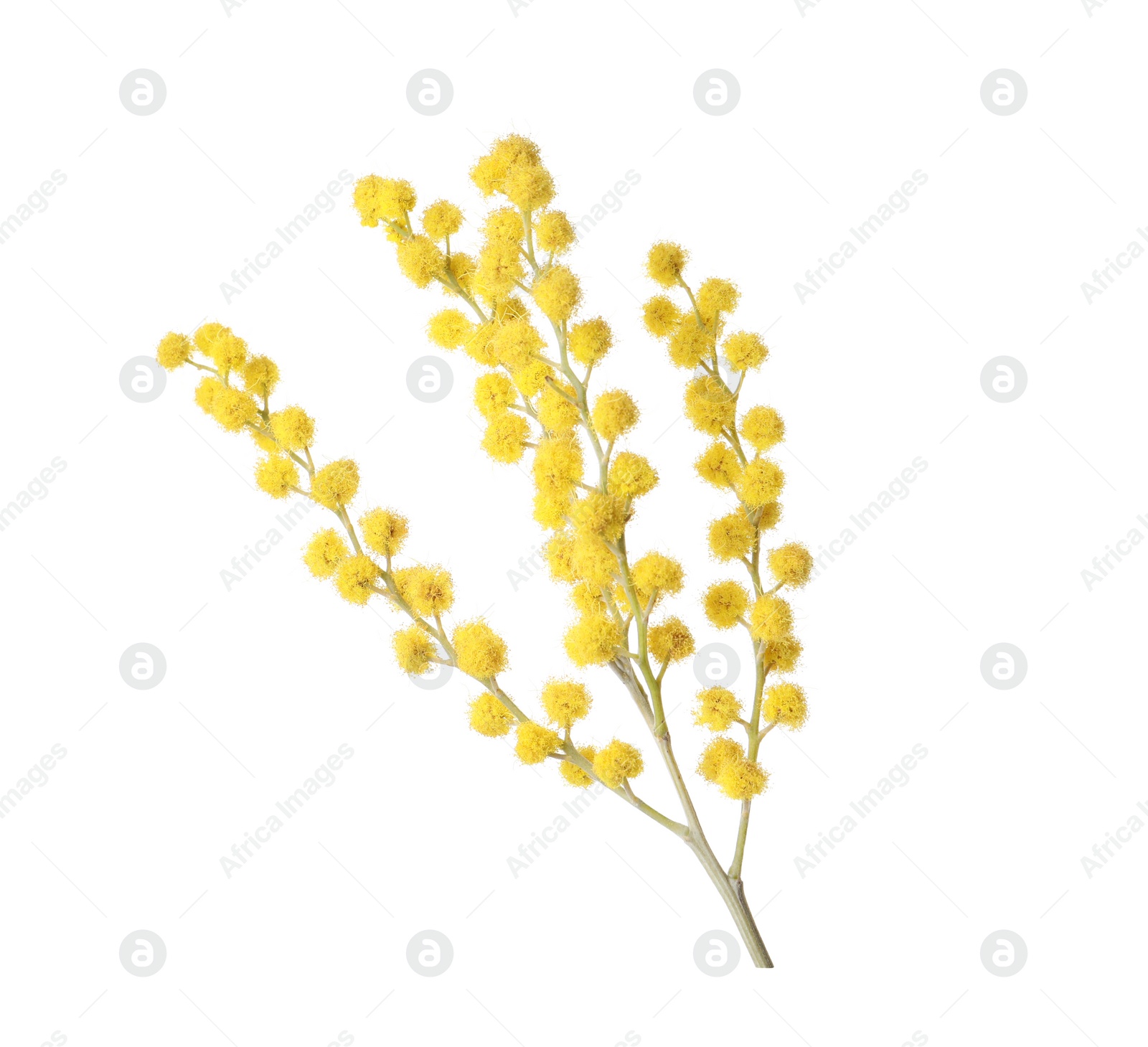 Photo of Beautiful mimosa plant with yellow flowers isolated on white