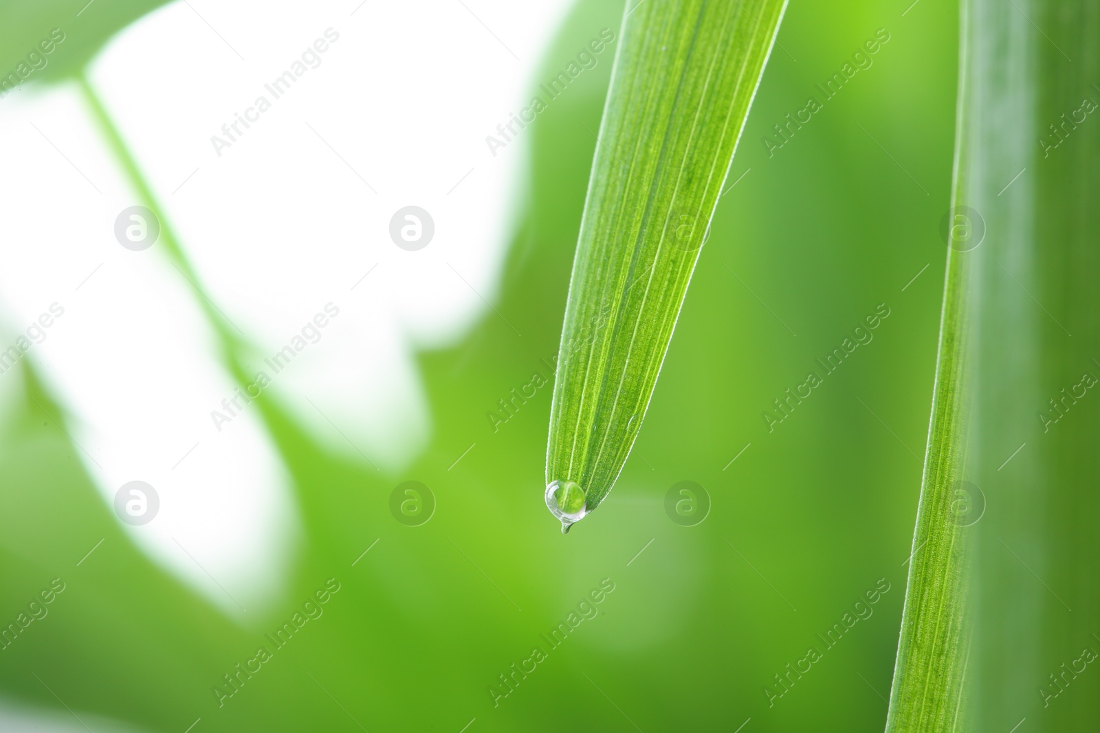 Photo of Water drop on green leaf against blurred background