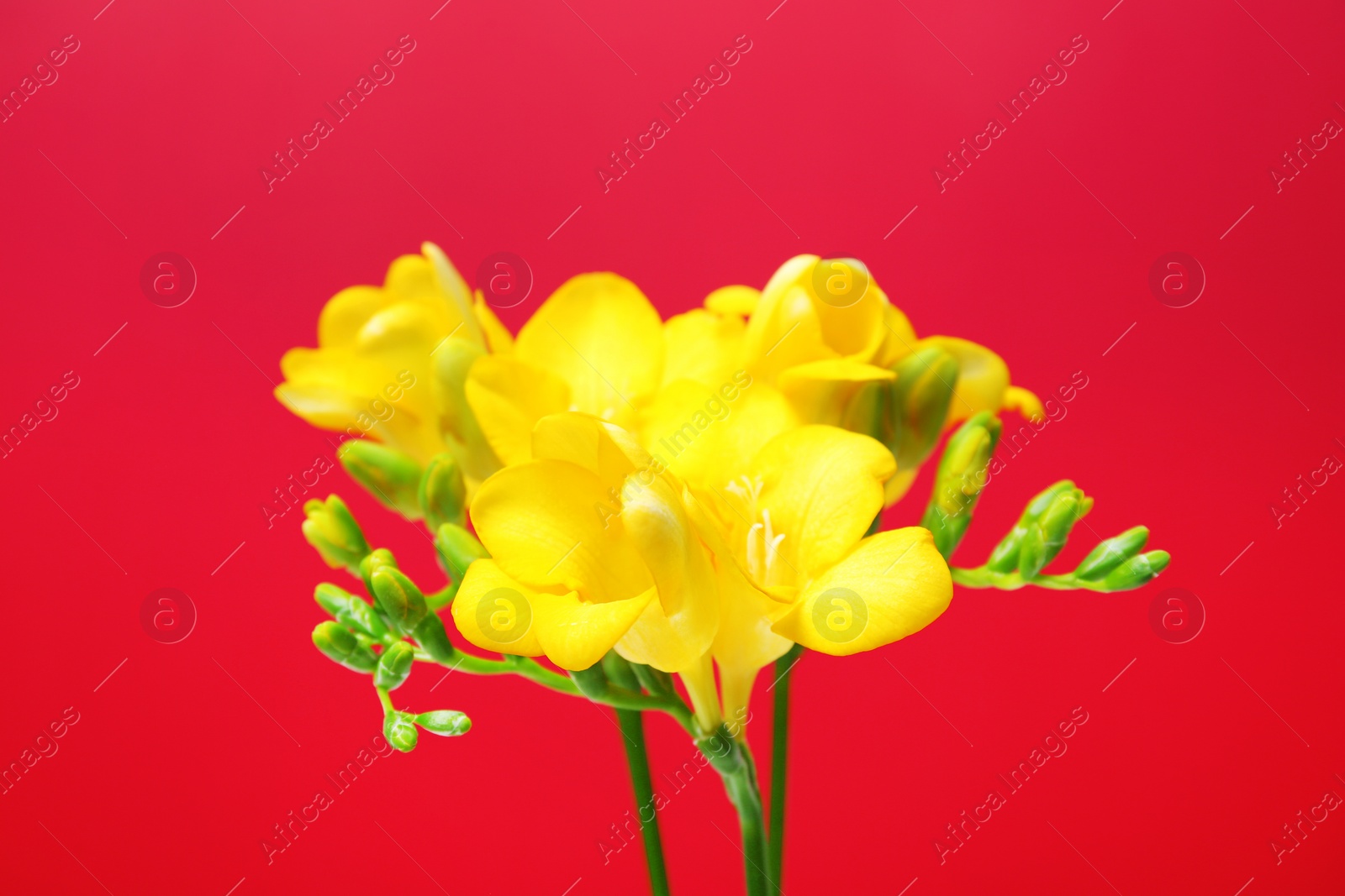 Photo of Beautiful freesia flowers on color background