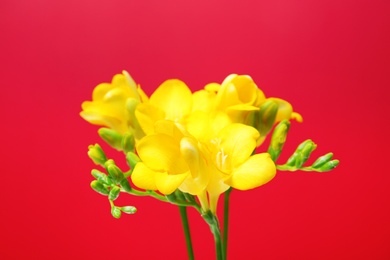 Beautiful freesia flowers on color background