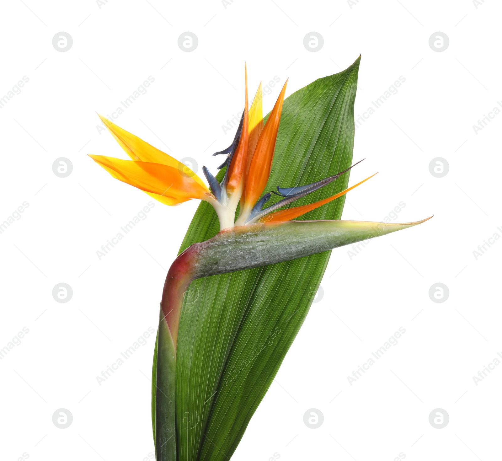 Photo of Bird of Paradise tropical flower isolated on white