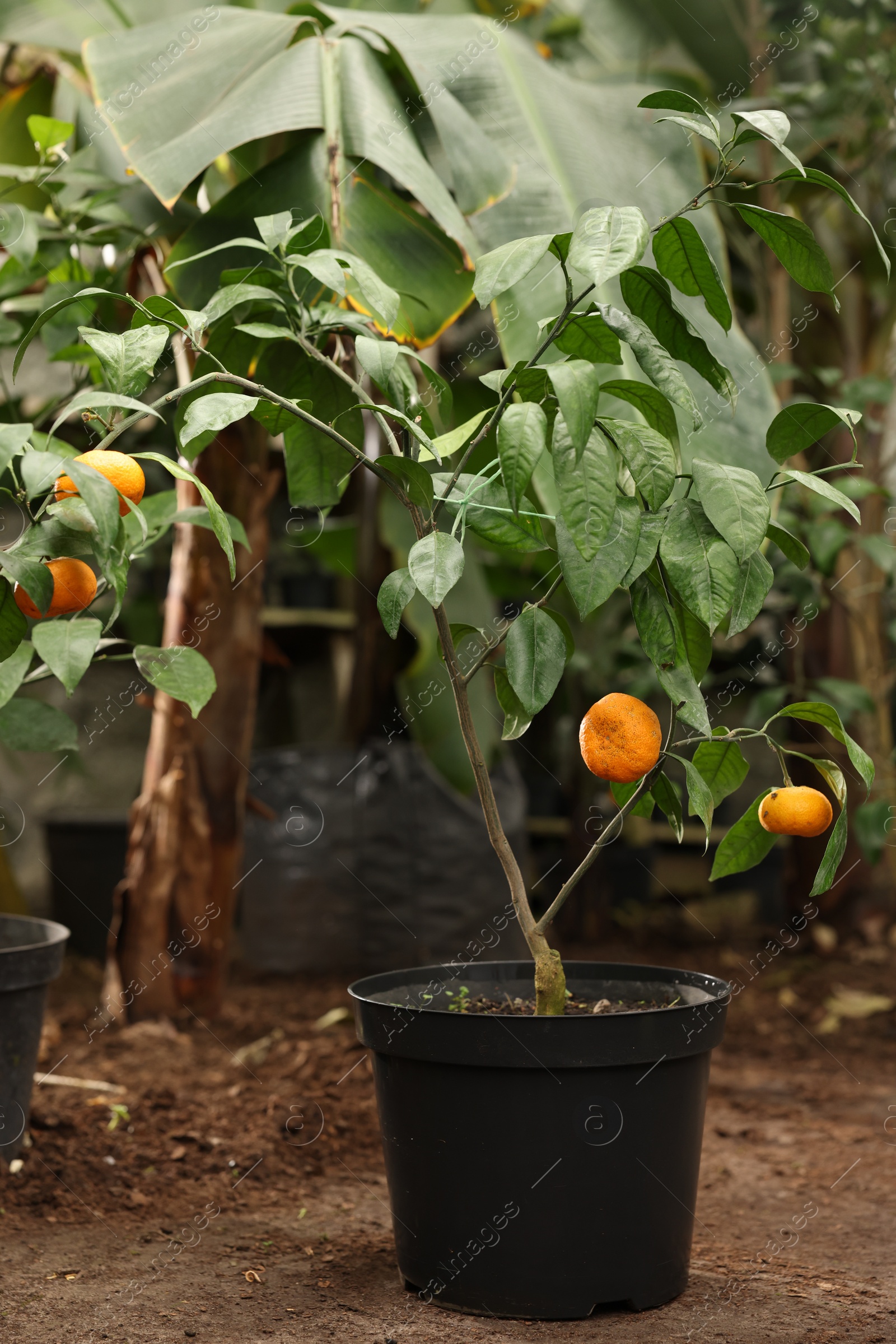 Photo of Potted tangerine tree with ripe fruits in greenhouse