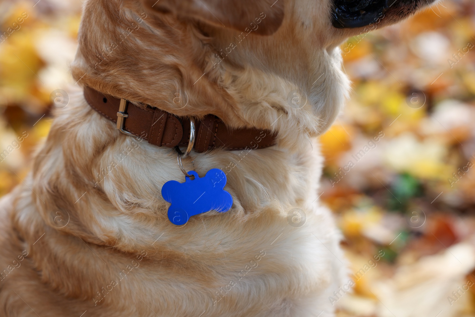 Photo of Dog in collar with metal tag outdoors, closeup