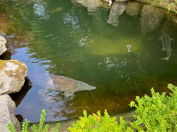 Photo of Beautiful sturgeon fishes swimming in zoological park