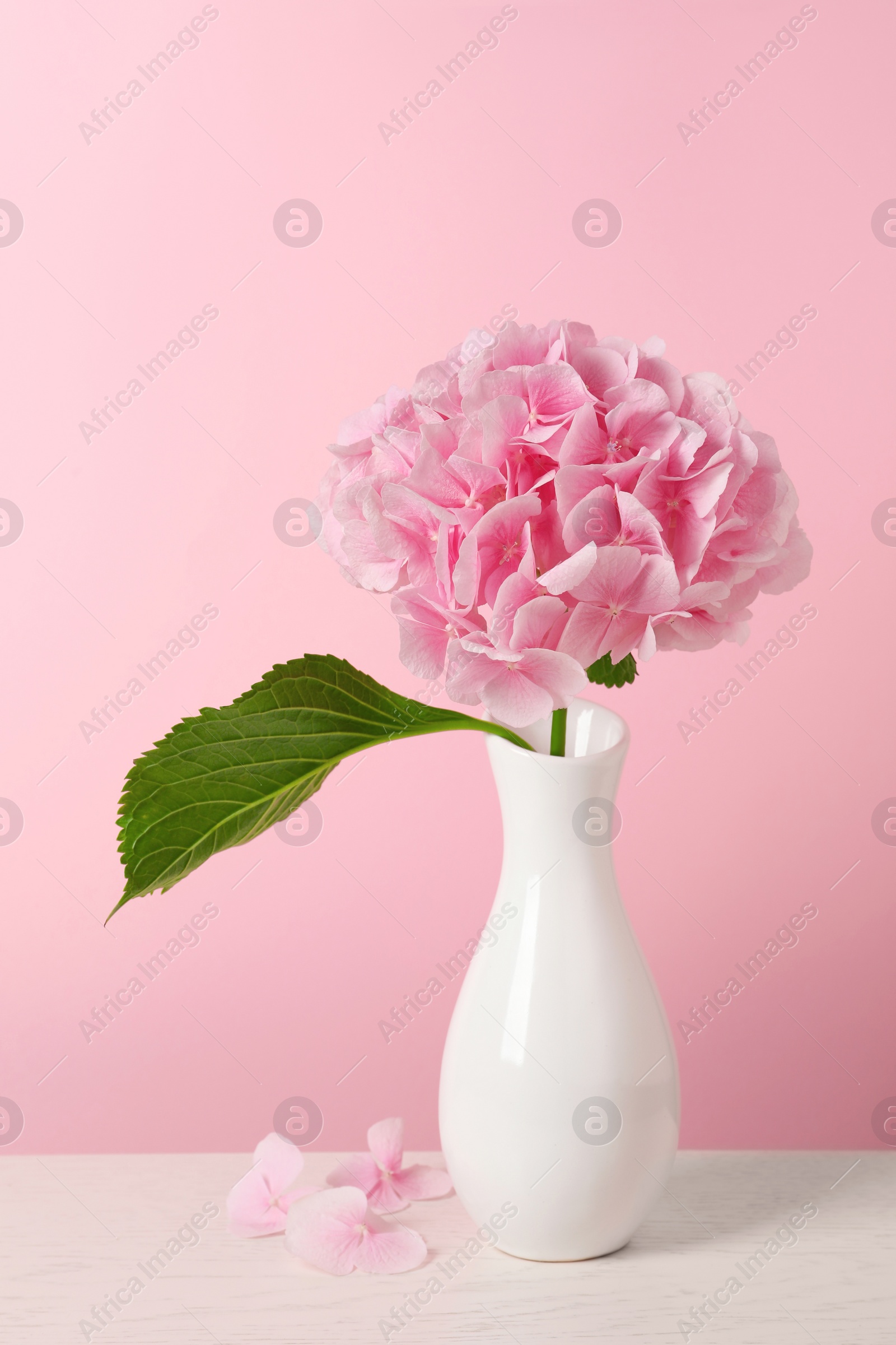 Photo of Vase with beautiful hortensia flowers on white wooden table against pink background