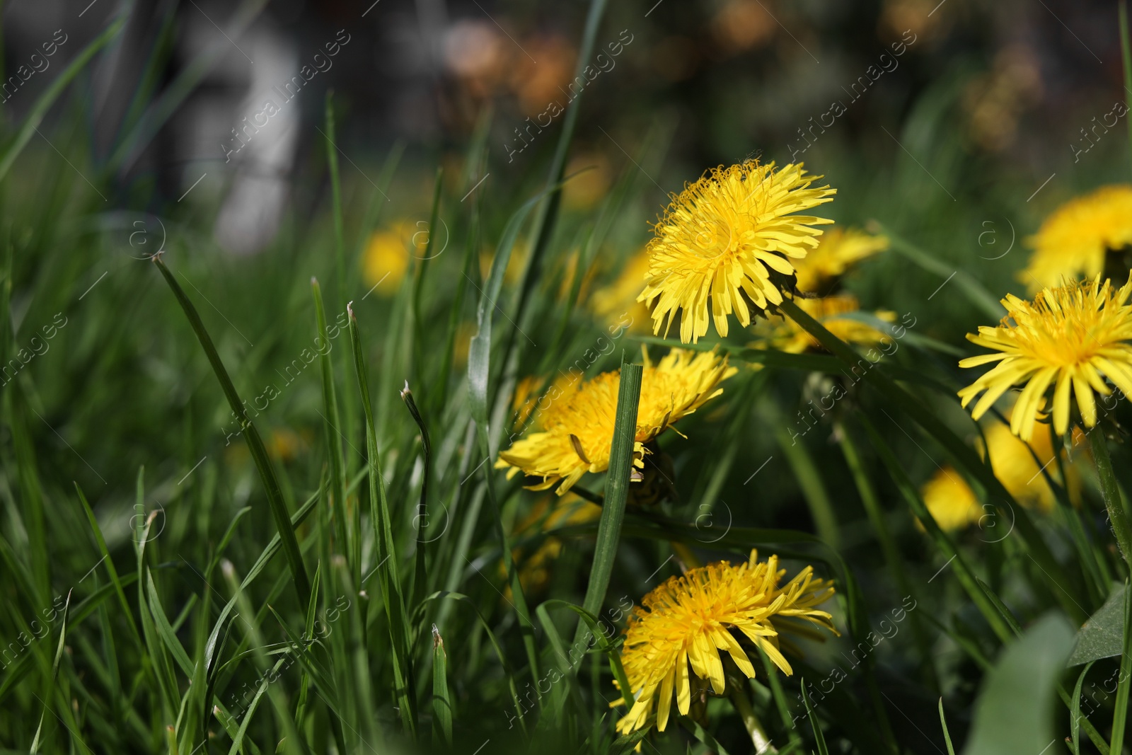 Photo of Beautiful bright yellow dandelions in green grass on sunny day, closeup