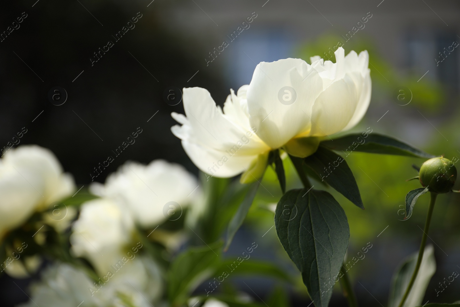 Photo of Closeup view of blooming white peony bush outdoors