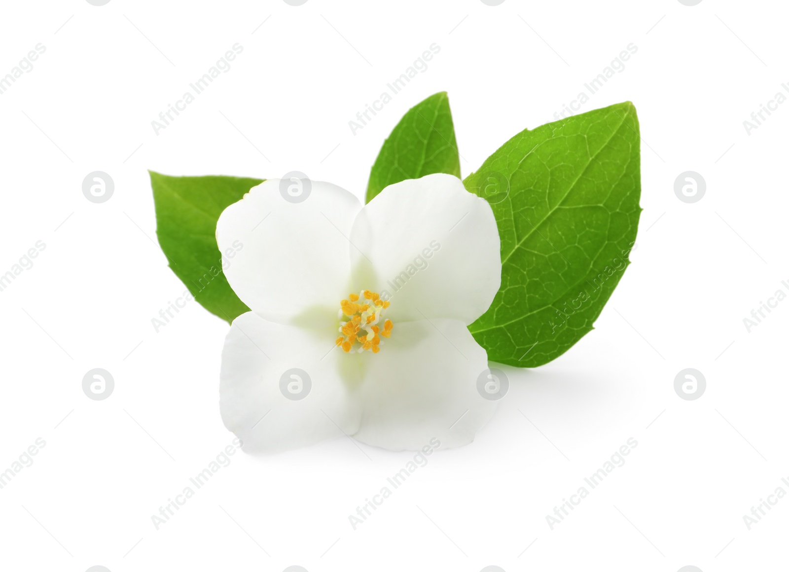 Photo of Beautiful flower of jasmine plant with leaves on white background