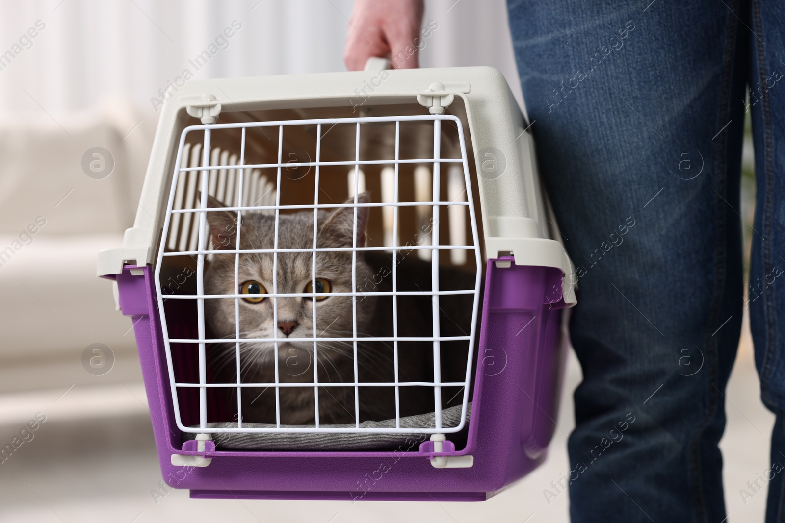 Photo of Travel with pet. Man holding carrier with cute cat at home, closeup