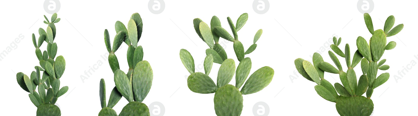 Image of Set with beautiful cactuses on white background. Banner design