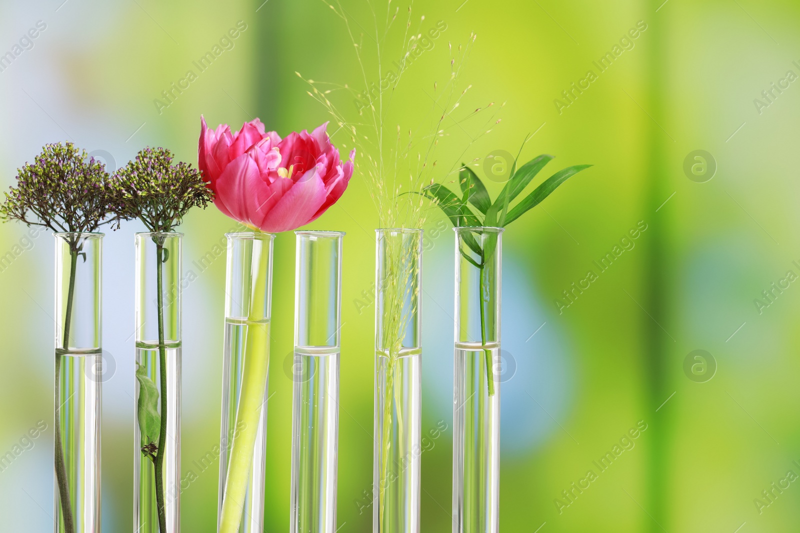 Photo of Different plants in test tubes against blurred background, closeup. Space for text