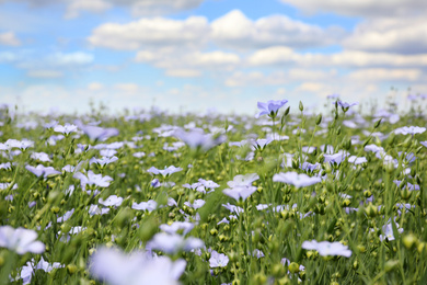 Photo of Beautiful view of blooming flax field on summer day