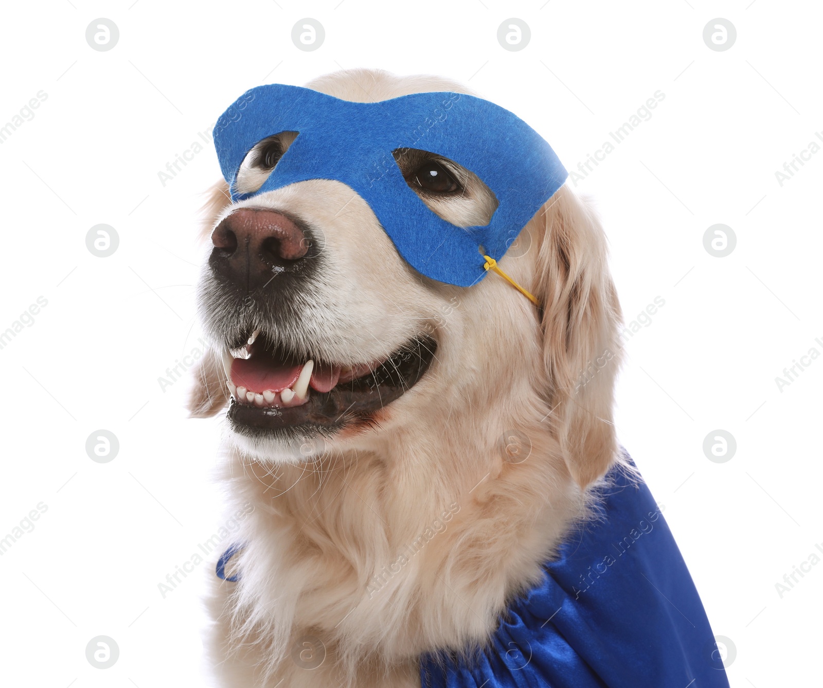 Photo of Adorable dog in blue superhero cape and mask on white background