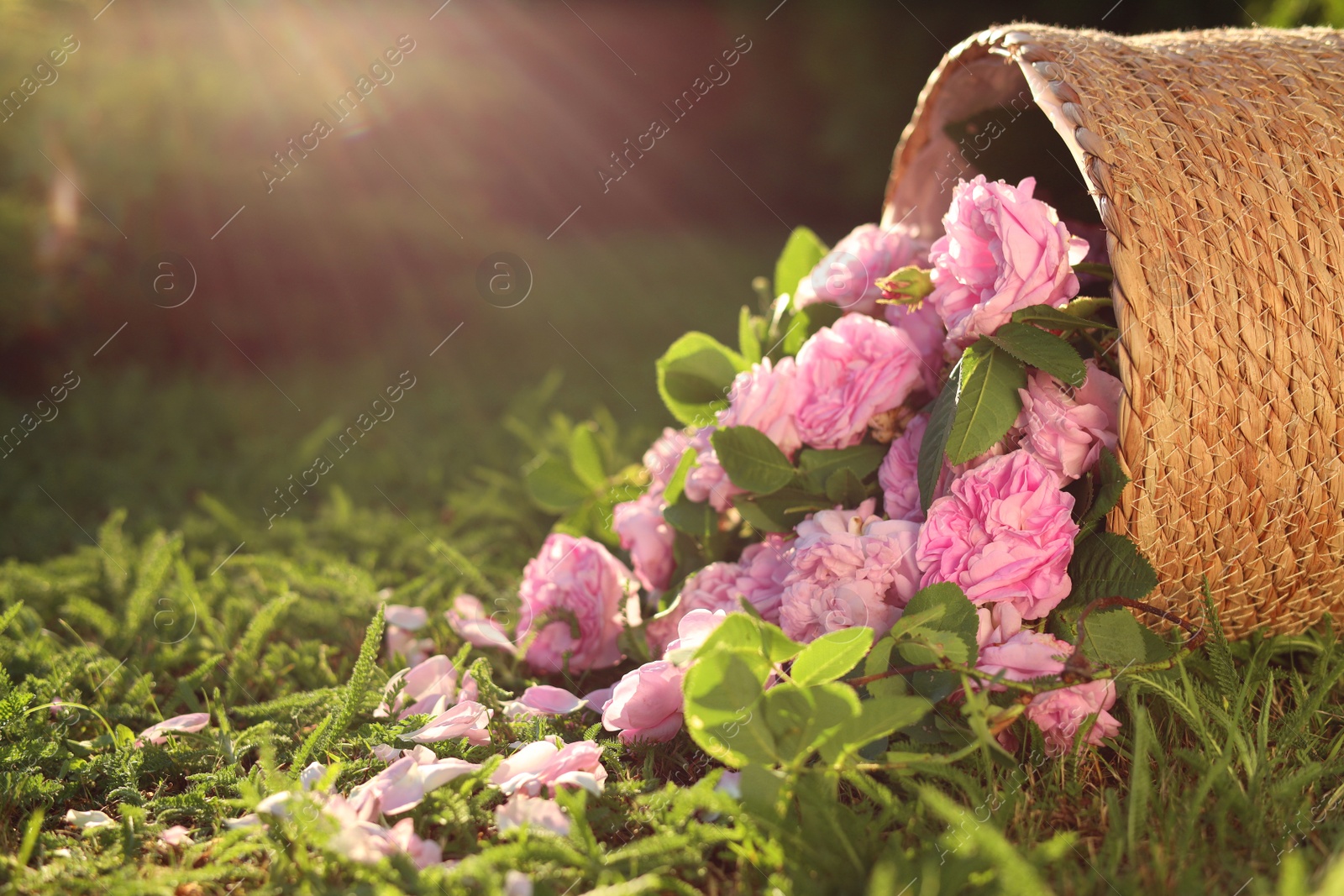 Photo of Overturned wicker basket with beautiful tea roses on green grass in garden, space for text