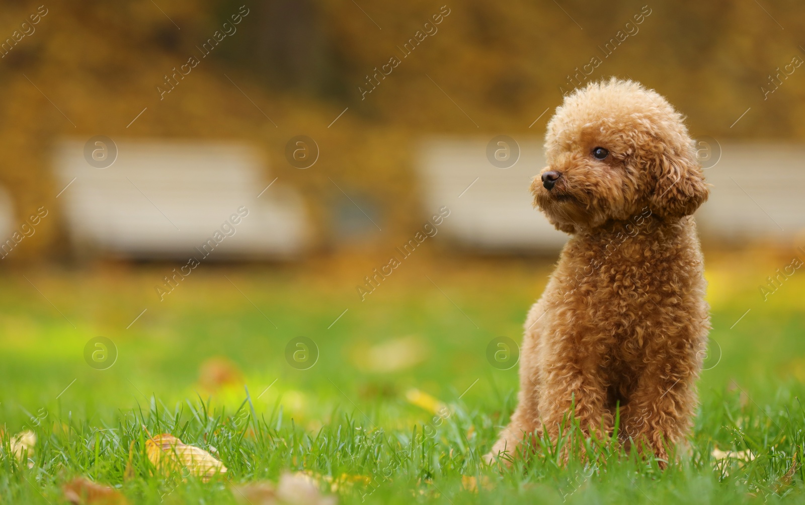 Photo of Cute Maltipoo dog on green grass in autumn park, space for text