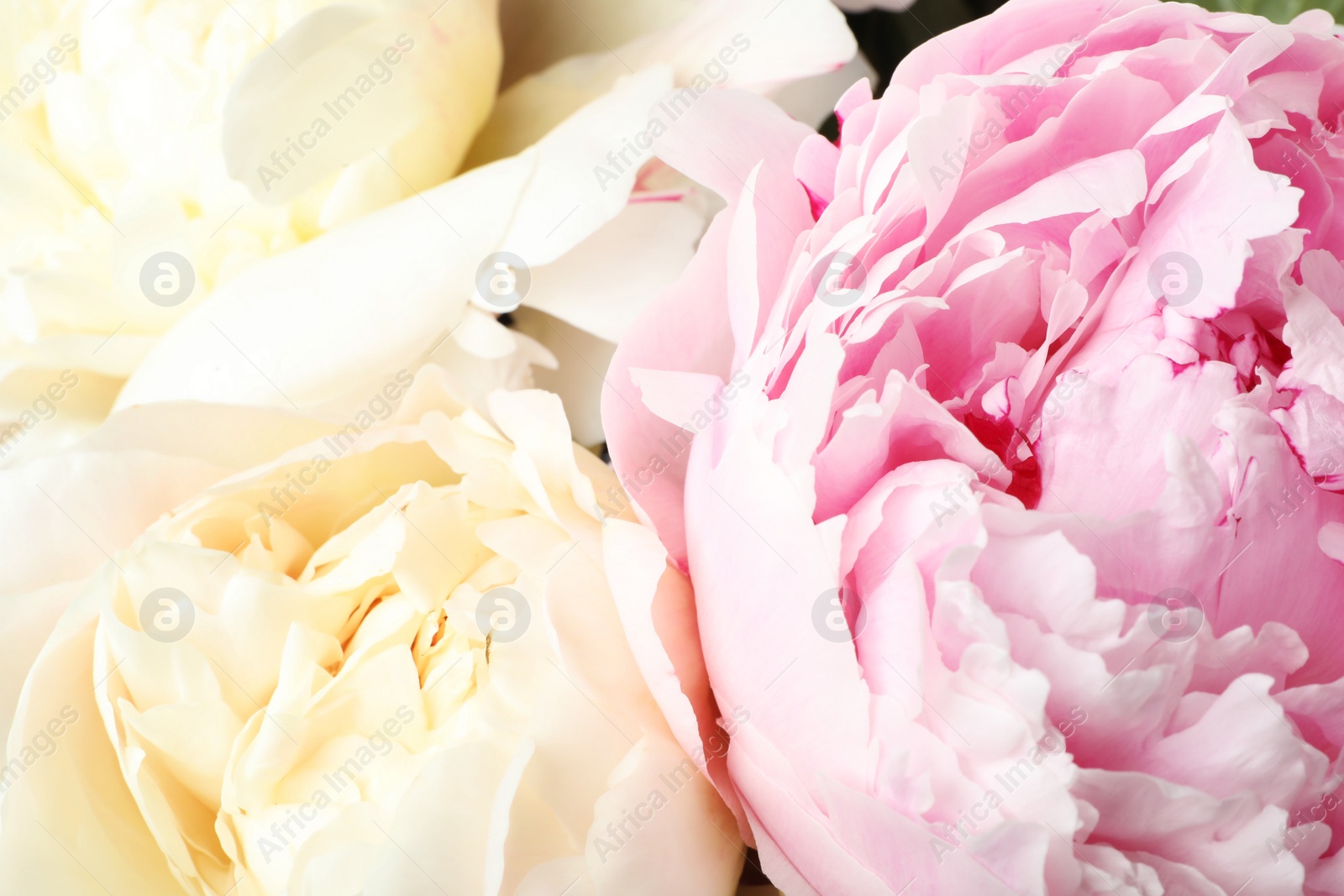 Photo of Closeup view of beautiful fresh peony flowers