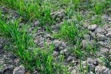 Clay soil field with lush green grass