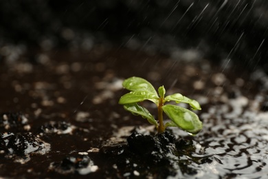 Photo of Fresh seedling in fertile soil under rain, space for text