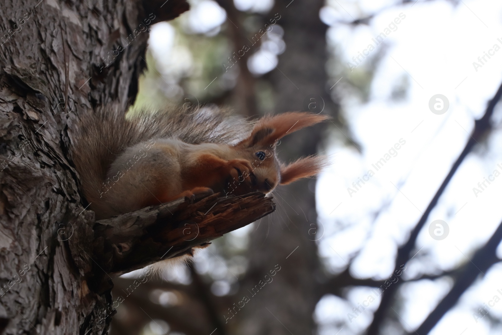 Photo of Cute red squirrel eating nut on tree in forest